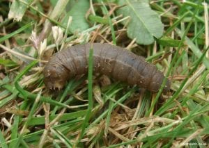 lawn pests