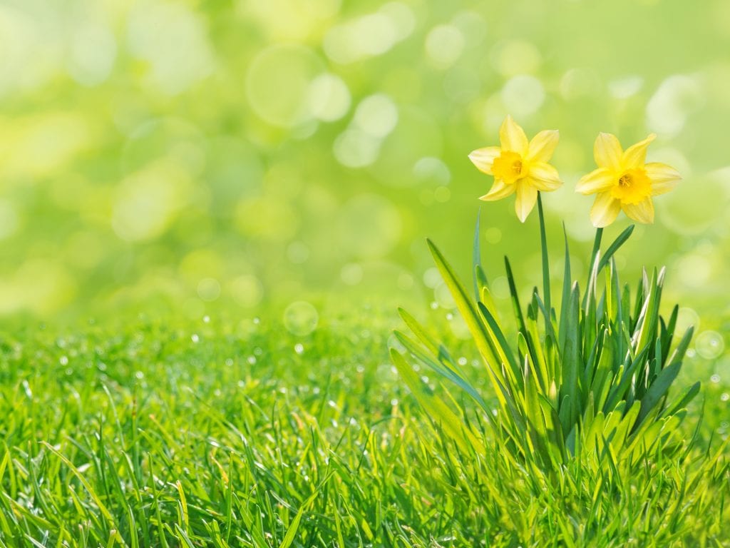 Two,Yellow,Daffodil,Flowers,With,Leaves,On,The,Fresh,Green