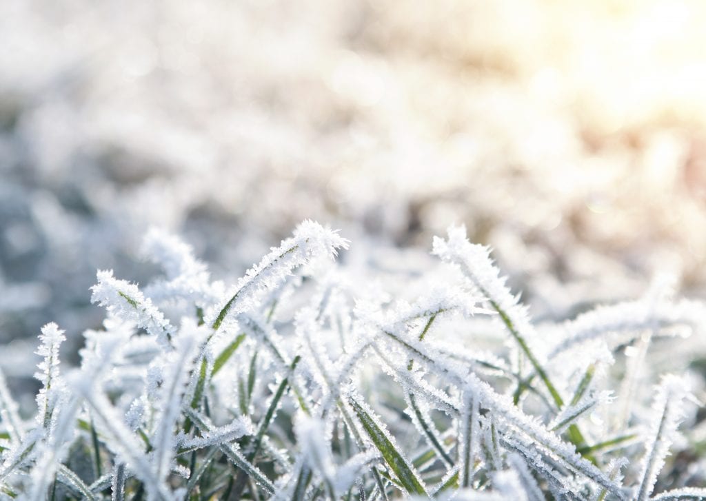 Winter,Background,Of,Frosty,Grass,At,The,Sunset,With,Copy