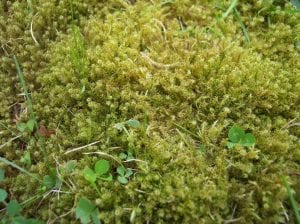 moss control devon