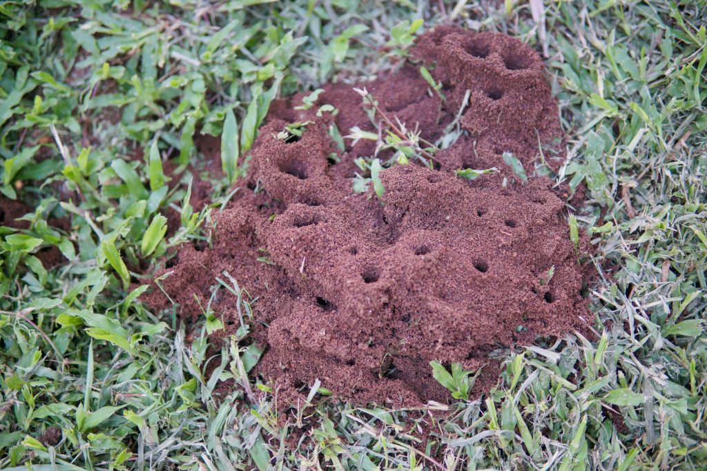 ants in lawns
