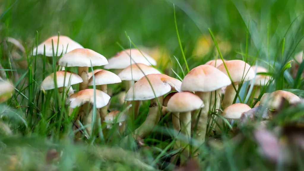 mushrooms in lawn