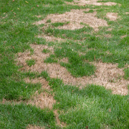 effective-garden-disease-control-for-a-stronger-healthier-lawn