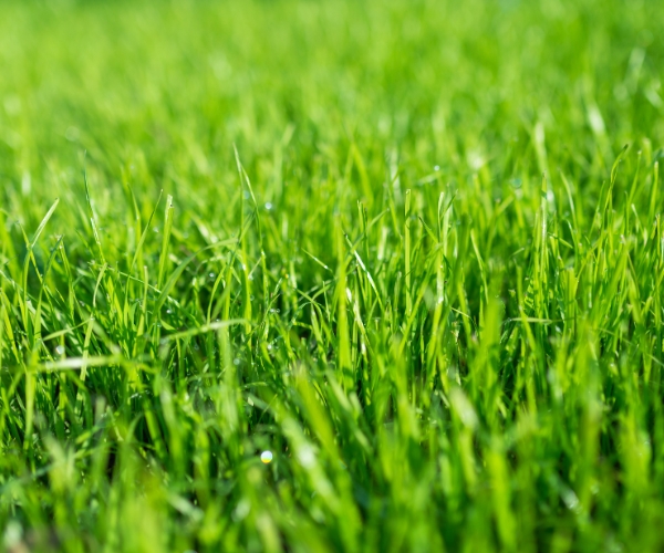 why-professional-lawn-care-delivers-better-results-than-diy-treatments
