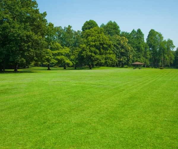 summer-lawn-care-tips-how-to-keep-your-lawn-healthy-in-warmer-weather