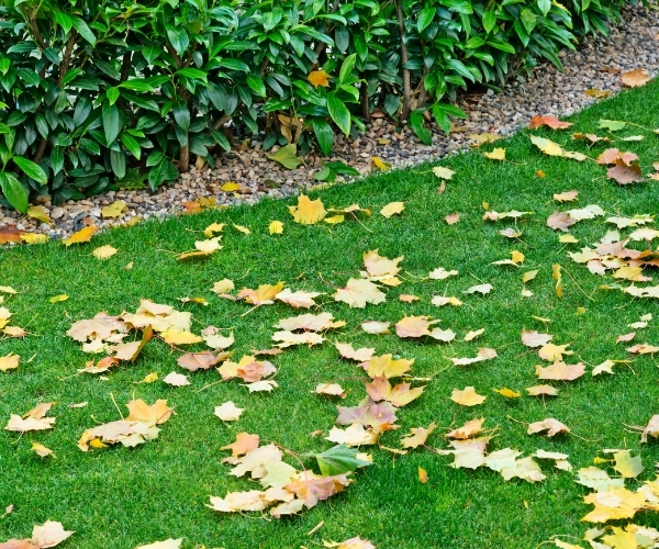 why-lawn-care-shouldnt-stop-when-the-colder-months-arrive