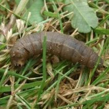 lawn pests