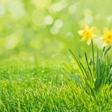 Two,Yellow,Daffodil,Flowers,With,Leaves,On,The,Fresh,Green