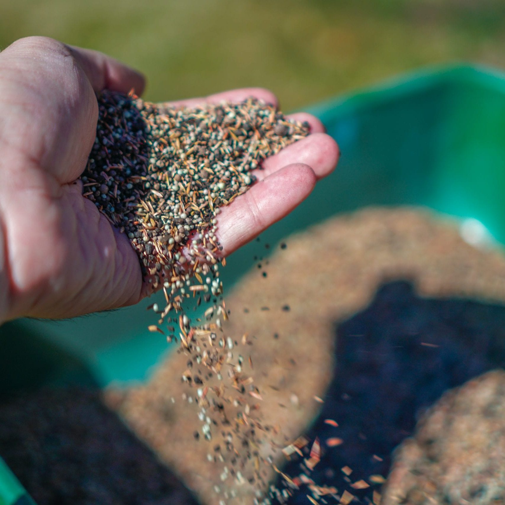 Reseeding,Lawns,Using,Seeds,And,A,Turf,Spreader