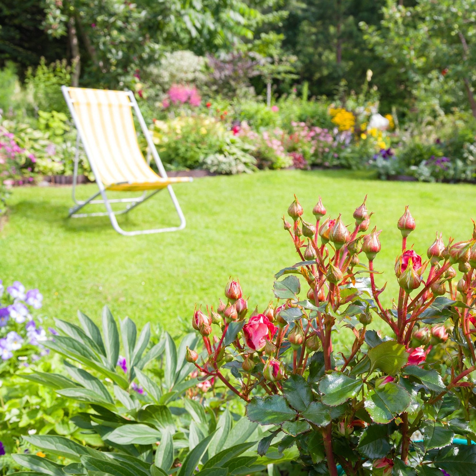 Garden,Chair,On,A,Green,Lawn,In,A,Beautiful,Flower