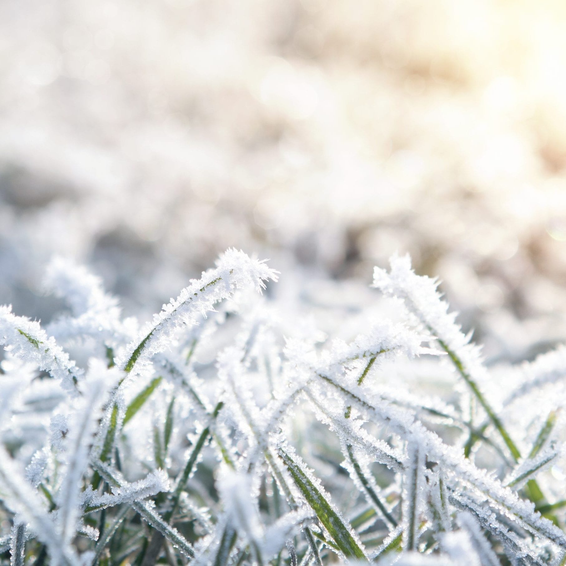 Winter,Background,Of,Frosty,Grass,At,The,Sunset,With,Copy