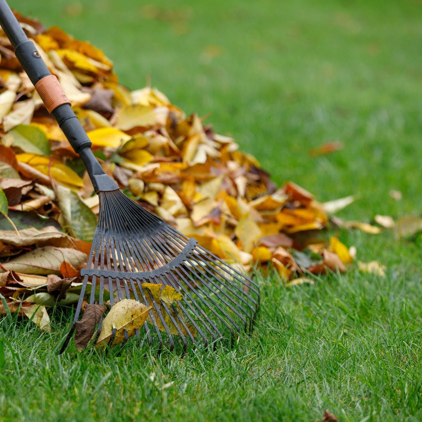 A,Pile,Of,Yellow,Autumn,Leaves,In,The,Autumn,Garden