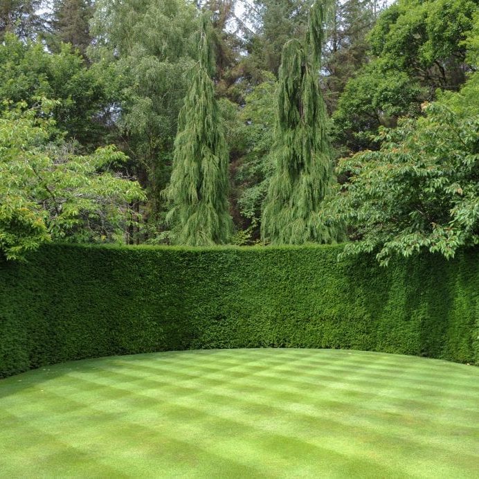 Well,Manicured,Lawn,With,A,Checkerboard,Pattern,And,A,Yew