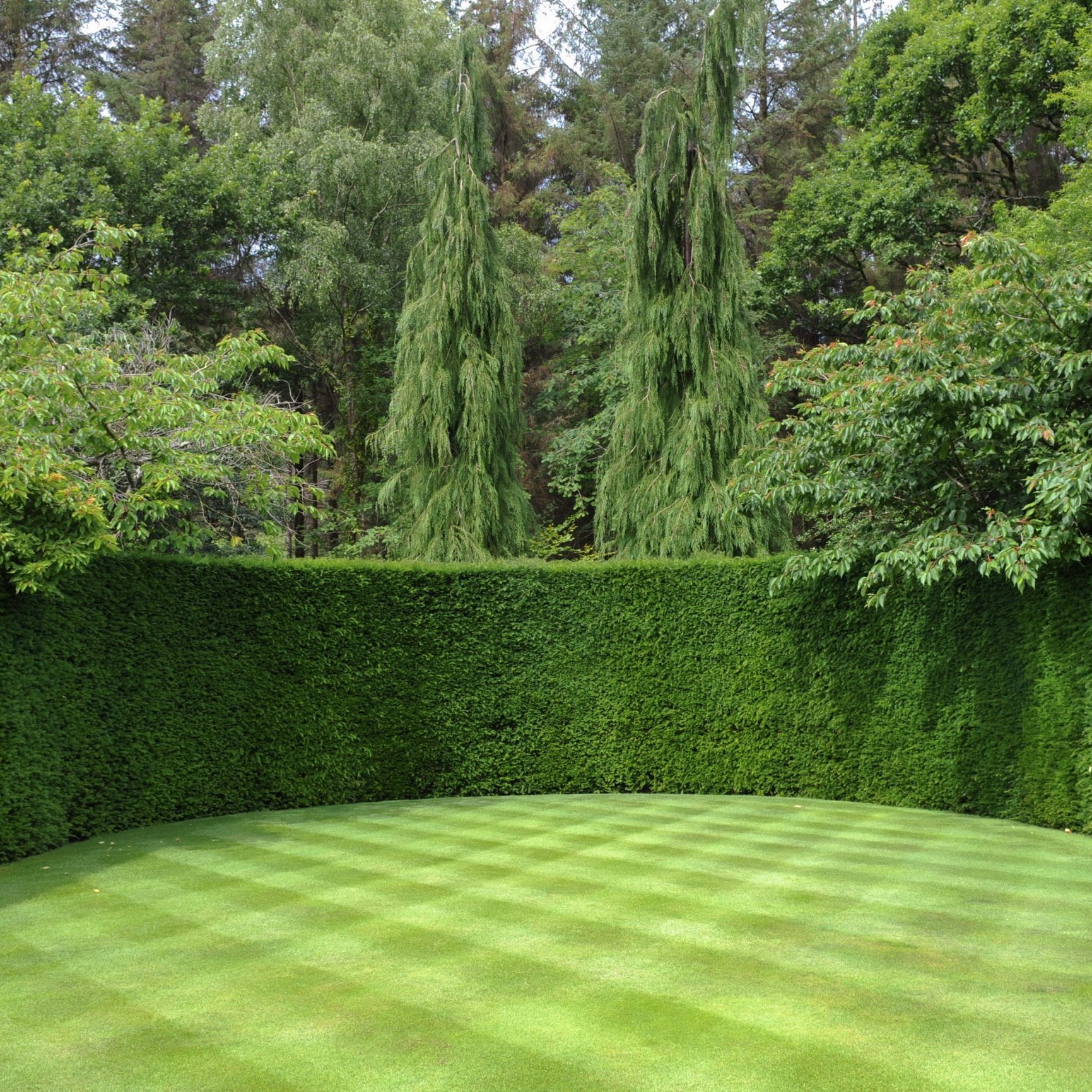 Well,Manicured,Lawn,With,A,Checkerboard,Pattern,And,A,Yew