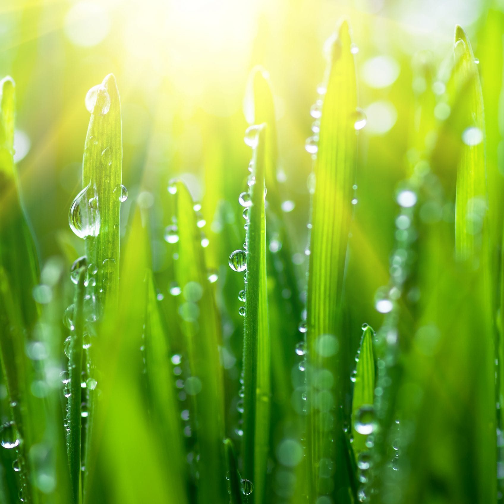 Drops,Of,Dew,On,The,Beautiful,Green,Grass,Background