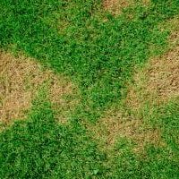 Dead,Grass,Top,View,Wallpaper,Nature,Background,Texture,Green,And