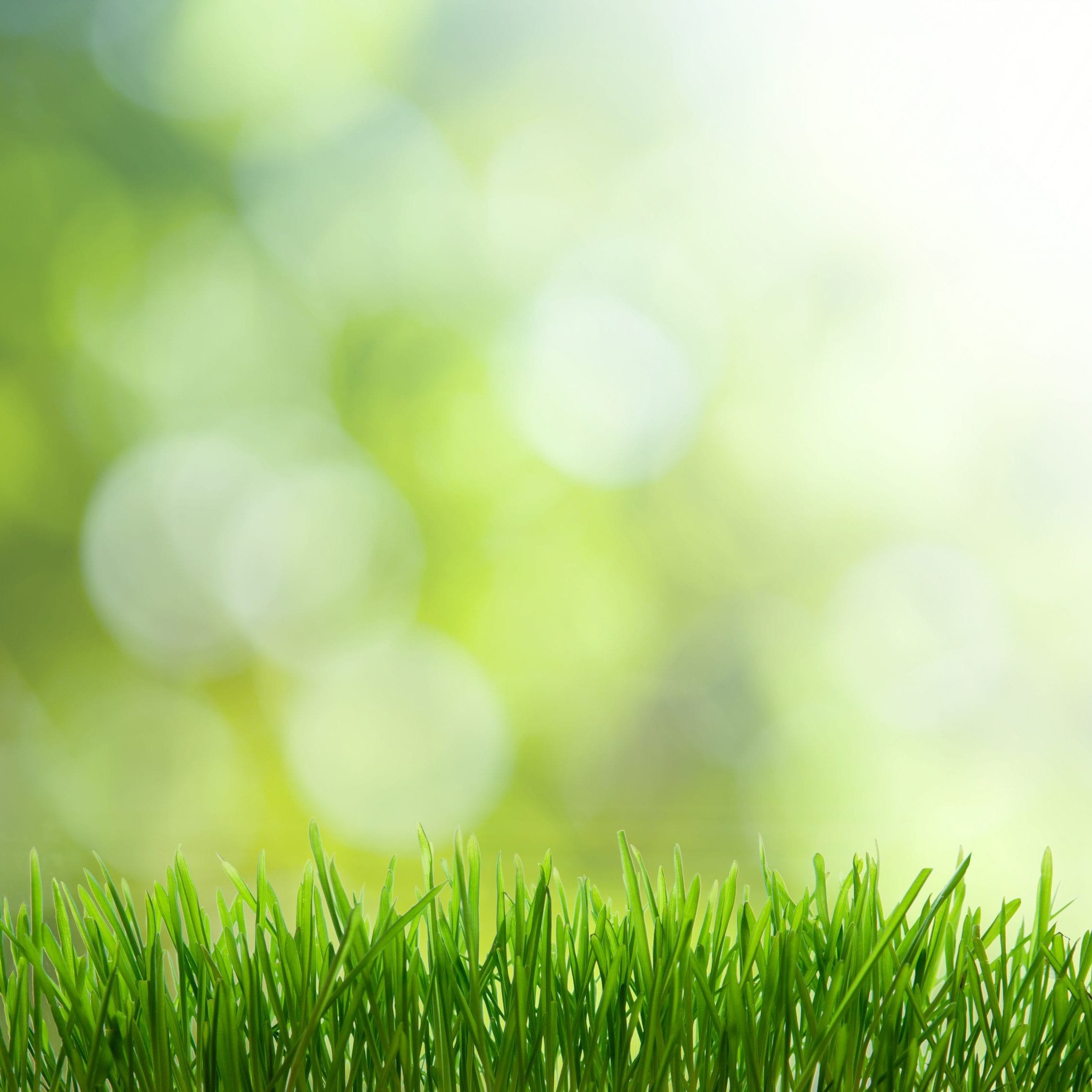 Natural,Green,Background,With,Selective,Focus